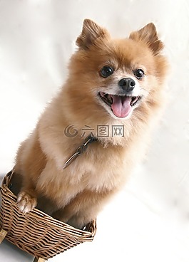 狗,寵物,籃