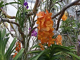 異國(guó)情調(diào),花,黃色