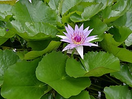 睡蓮,池塘,開花