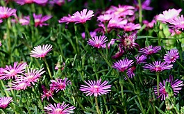 鮮花,vygies,mesem