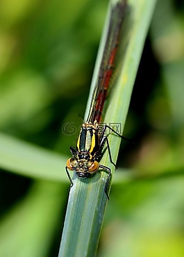 agrion,昆虫,宏