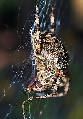 蜘蛛,昆蟲,web