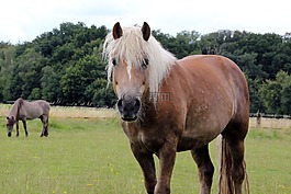 haflinger,牧场,注意