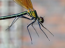 娘,昆蟲,池塘里的生活