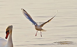 海鷗,水,博登湖