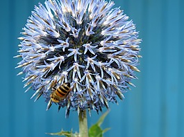 蜜蜂,昆蟲,花