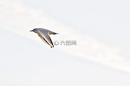 海鷗,水,博登湖