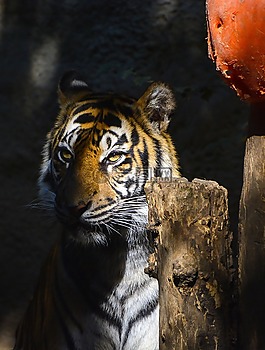 野生動物,哺乳動物,貓
