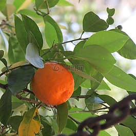 苦橙,植物,橙色