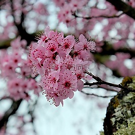 樱桃,花,枝杈