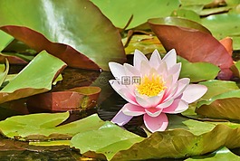 睡蓮,玫瑰,花