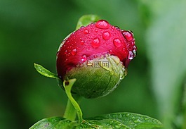 牡丹,雨,滴
