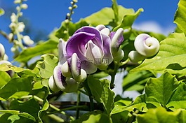 蜗牛豆,开花,宏