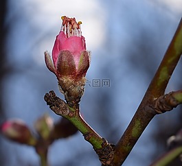 桃花芽開放,桃樹,芽