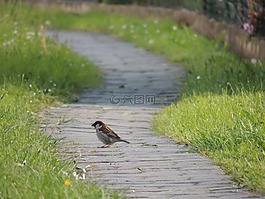 路徑,鳥,草