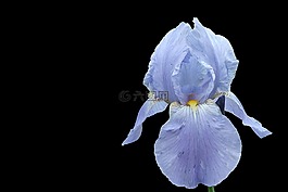 虹膜,开花,蓝色
