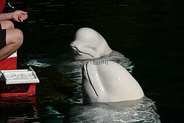 德?tīng)?溫哥華,水族館