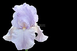 虹膜,开花,蓝色