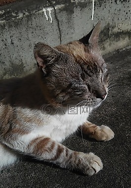 貓,可愛,動物界