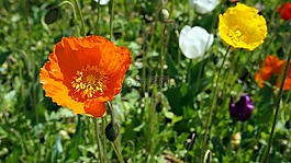 橙色,花,花的