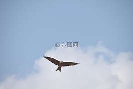 风筝,鸟类飞行,蓝色的天空