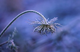 弗羅斯特,溫特斯,花