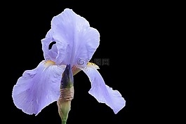 虹膜,开花,蓝色