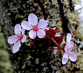 櫻桃,花,枝杈