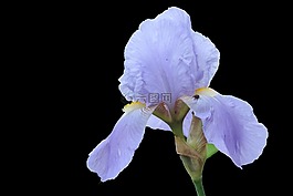 虹膜,开花,蓝色