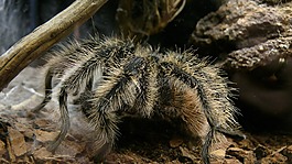 蜘蛛,水族館,節(jié)肢動物