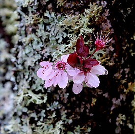 櫻桃,花,枝杈