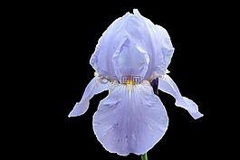 虹膜,开花,蓝色