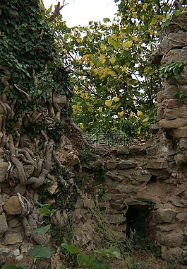 城堡,廢墟,常春藤