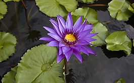 水百合,泰國,花