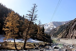 雪地,松,路