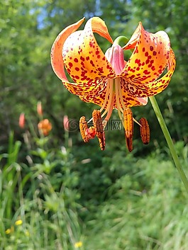 橙花,百合,自然