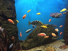 魚,水族館,顏色