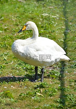 天鵝,鳥,飛