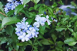 花,紫色,美麗