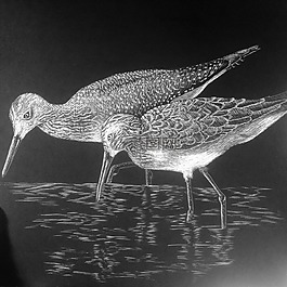 寫,海洋鳥類,海灘鳥