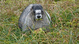旱獺,動物,嚙齒類動物