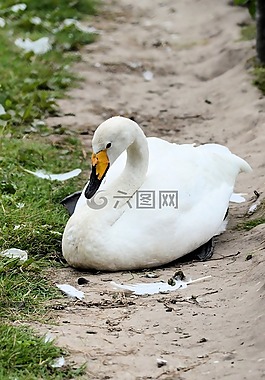 天鵝,長(zhǎng)笛,鳥
