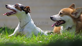狗,動(dòng)物,國(guó)內(nèi)動(dòng)物