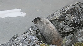 旱獺,動物,嚙齒類動物
