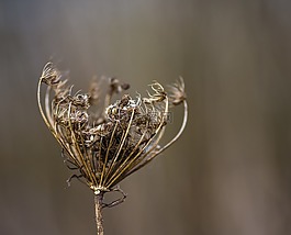 種子,花,植物
