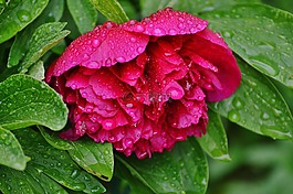 牡丹,雨,滴