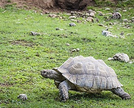 烏龜,大,野生動物