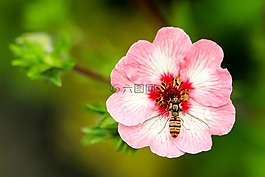 黃蜂,花,關(guān)閉