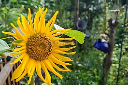 太陽花,花園,性質(zhì)