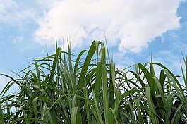 芦苇,草,性质